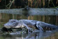 New Orleans Airboat Swamp Tour thumbnail 5