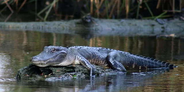 New Orleans Airboat Swamp Tour - Image 5