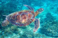 Honolulu Turtle Snorkeling Tour thumbnail 2