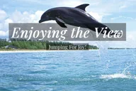Clearwater Dolphin Cruise and Island Adventure thumbnail 4