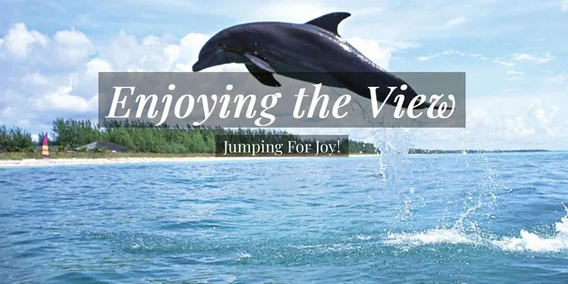 Clearwater Dolphin Cruise and Island Adventure - Image 4