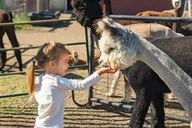 Bozeman Alpaca and Llama Farm Tour thumbnail 4