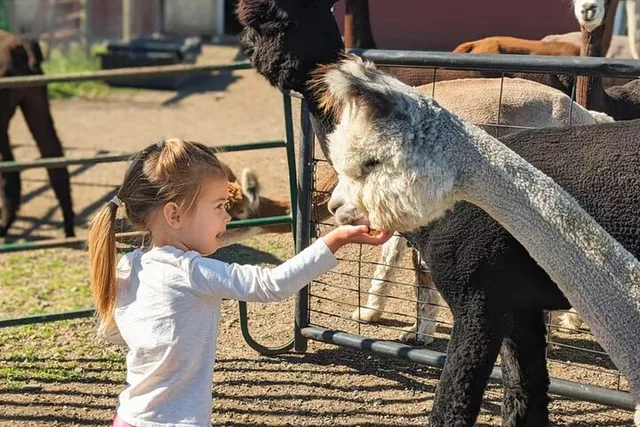 Bozeman Alpaca and Llama Farm Tour - Image 4