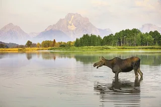Grand Teton Wildlife Safari at Sunrise