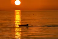 Clearwater Beach Tiki Boat Experience 1.5 hr thumbnail 2