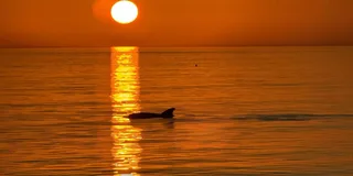 Clearwater Beach Dolphin-Watching Sunset Cruise 1.5 hr