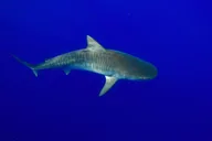 Haleiwa Shark Diving Tour thumbnail 6