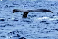 Oahu Whale Watching Adventure 2 hr thumbnail 3