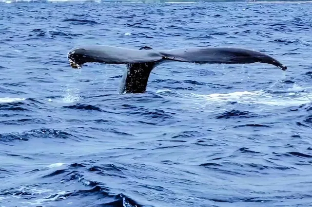 Oahu Whale Watching Adventure 2 hr - Image 3