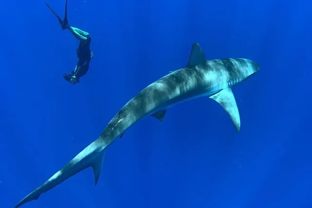 Haleiwa Shark Dive Experience - Image 5