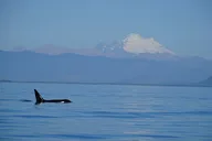 Orcas Island Whale Watching Tour thumbnail 5