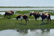 Ocean City Assateague Island Morning Cruise 2 hr thumbnail 4