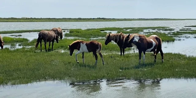 Ocean City Assateague Island Morning Cruise 2 hr - Image 4