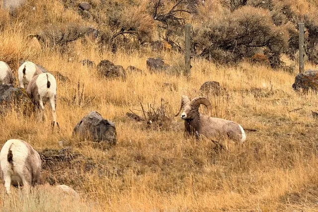 Yellowstone National Park Private Guided Tour - Image 6