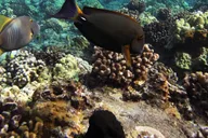 Maui Snorkel and Sunset Sail with BBQ Lunch thumbnail 5