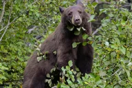 Yellowstone National Park Lower Loop Adventure thumbnail 4