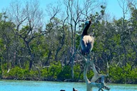 Bonita Springs Standup Paddle Board EcoTour thumbnail 2