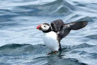 Boothbay Harbor Puffin and Wildlife Cruise 2.5 hr thumbnail 2
