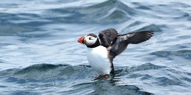 Boothbay Harbor Puffin and Wildlife Cruise 2.5 hr - Image 2