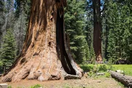 Sequoia Park Private Tour thumbnail 4