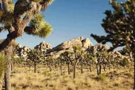 Los Angeles Joshua Tree National Park Private Tour thumbnail 2