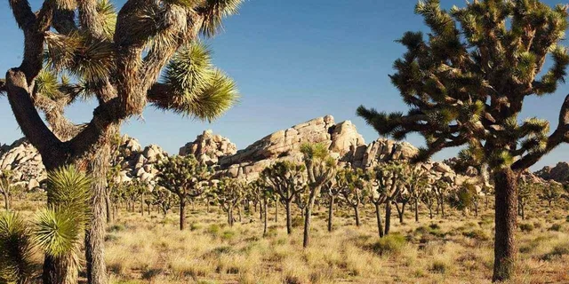Los Angeles Joshua Tree National Park Private Tour - Image 2