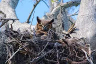 Winter Haven Historical Wildlife Pontoon Tour 1 hr thumbnail 2