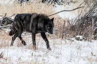 Yellowstone National Park Sightseeing Tour with Lunch thumbnail 3