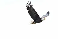 Haines Photography Tour from Skagway thumbnail 5