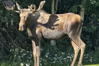 Whittier to Anchorage Wildlife Sightseeing Tour