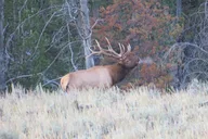 Jackson Hole Yellowstone Lower Loop Private Tour thumbnail 5