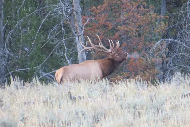 Jackson Hole Yellowstone Lower Loop Private Tour - Image 5
