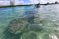 Jupiter Clear Kayak Eco Tour thumbnail 5