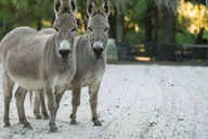 Ocala Gypsy Gold Horse Farm Tour thumbnail 5