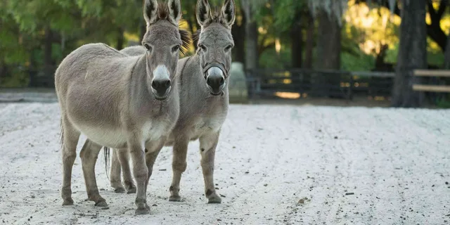 Ocala Gypsy Gold Horse Farm Tour - Image 5