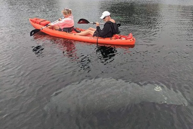 Crystal River Tandem Kayak Rental - Image 2