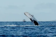 Kealakekua Bay Snorkel and Dolphin Watch thumbnail 5