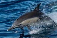 San Diego Whale Watching and Dolphin Cruise thumbnail 2
