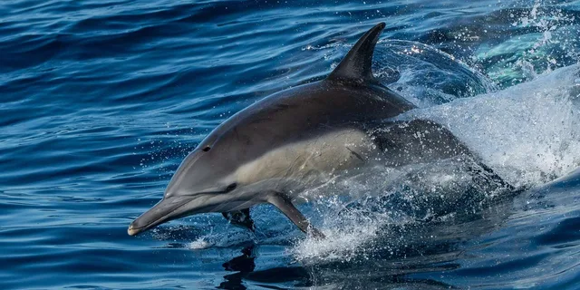 San Diego Whale Watching and Dolphin Cruise - Image 2
