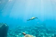Kauai Shore Snorkel at Anini Beach 90 min thumbnail 3