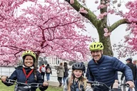 Washington DC Cherry Blossom Bike Tour thumbnail 1