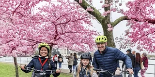 Washington DC Cherry Blossom Bike Tour
