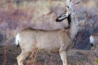 Estes Park Bear Lake Corridor Photography Tour 3 hr thumbnail 5