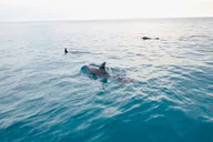 Big Pine Key Eco Boat Tour thumbnail 1