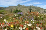 Seattle Mount Rainier National Park Day Tour thumbnail 4