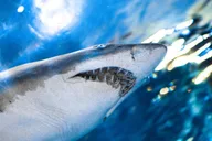 Gatlinburg Ripley's Aquarium & Combo Ticket thumbnail 3