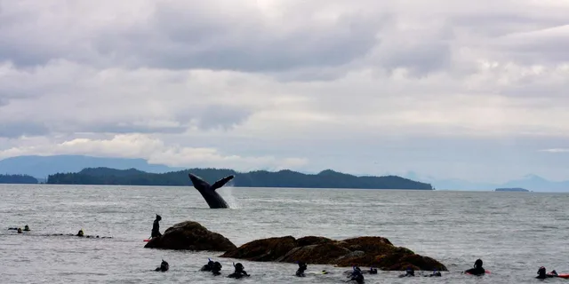 Ketchikan Snorkeling Adventure at Mountain Point - Image 3