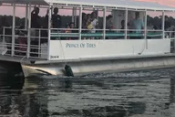 Hilton Head Island Dolphin Watching Cruise at Sunset thumbnail 5