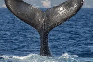 Maui Whale Watching Sail & Lunch thumbnail 1