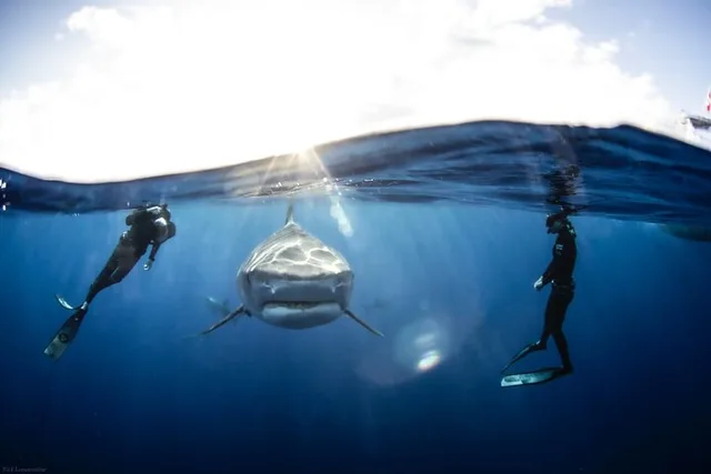 Hawaii Shark Dive - Image 4